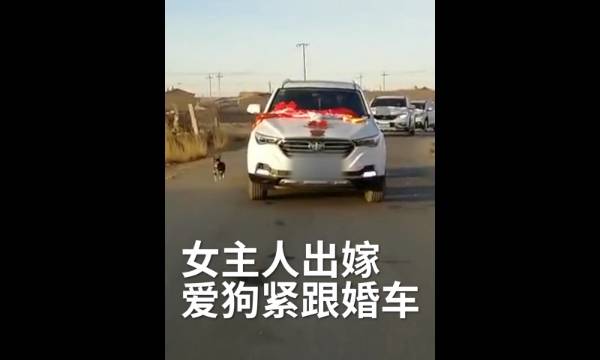 爱犬追婚车6里路