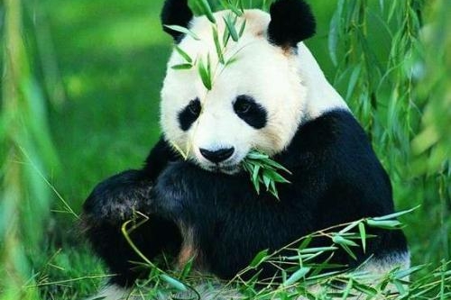 大熊猫抵达南京萌萌的讨游客喜欢