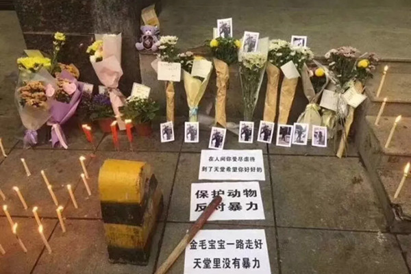 自称爱狗人士围堵湖南驻京办，虚伪做作不道德